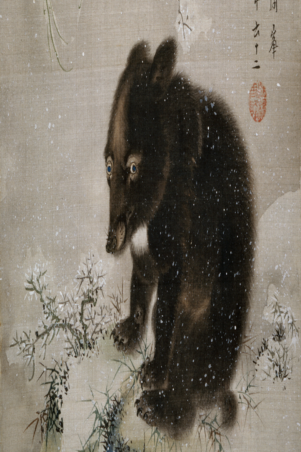 ADVENT BLACK BEAR  Ashmolean Museum