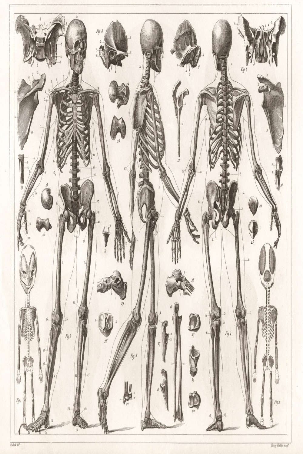 Anatomy Of Human Skeleton Anatomical Drawing NEW Fine - Etsy