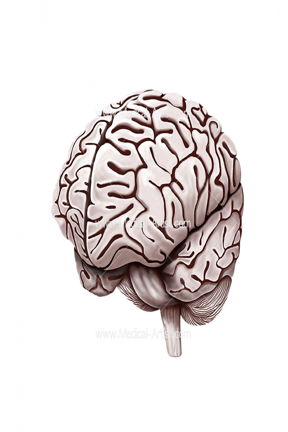 Anatomy of the Brain  Human Anatomy  Medical Illustration