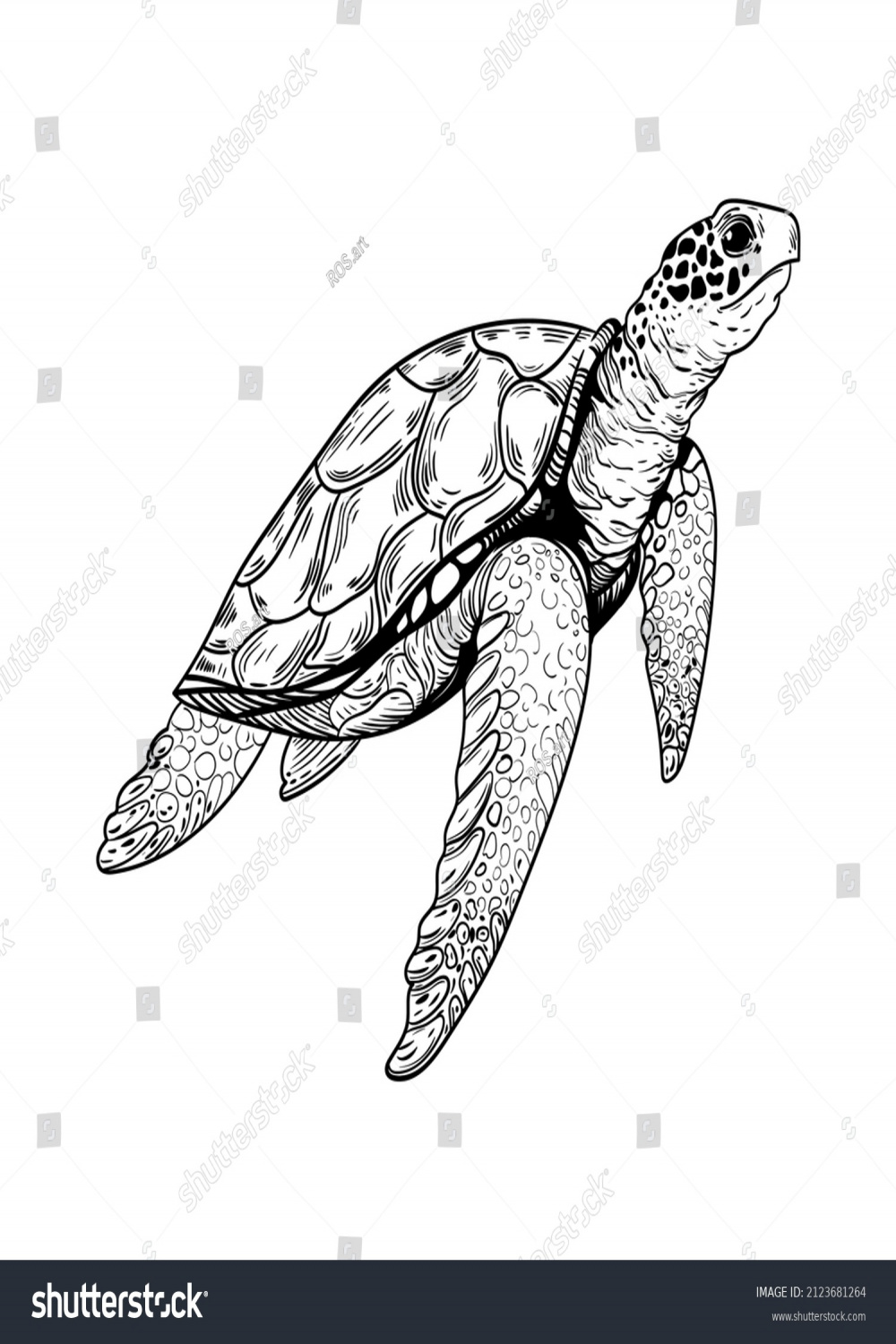 Animal Illustration Vector Turtle Marine Stock Vector (Royalty