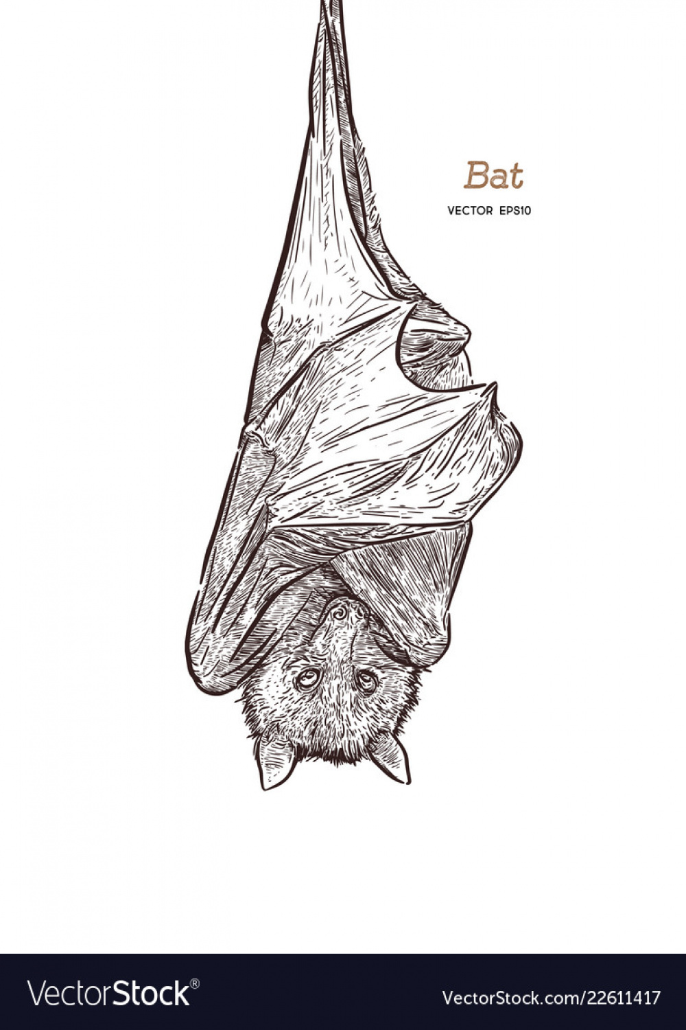 Bat drawing engraving ink line art Royalty Free Vector Image