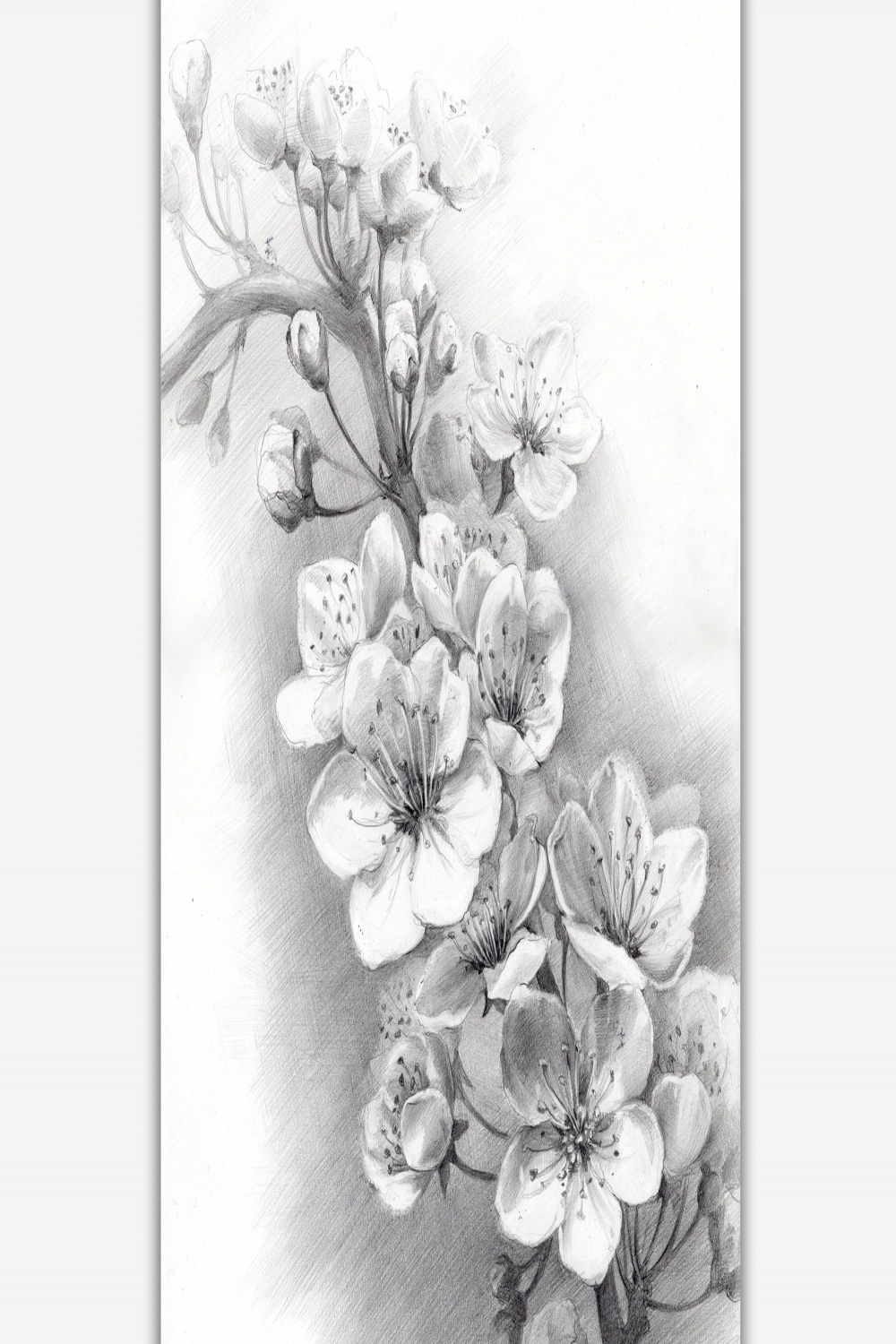 Blossom cherry branch. Realistic pencil drawing. Spring - Etsy