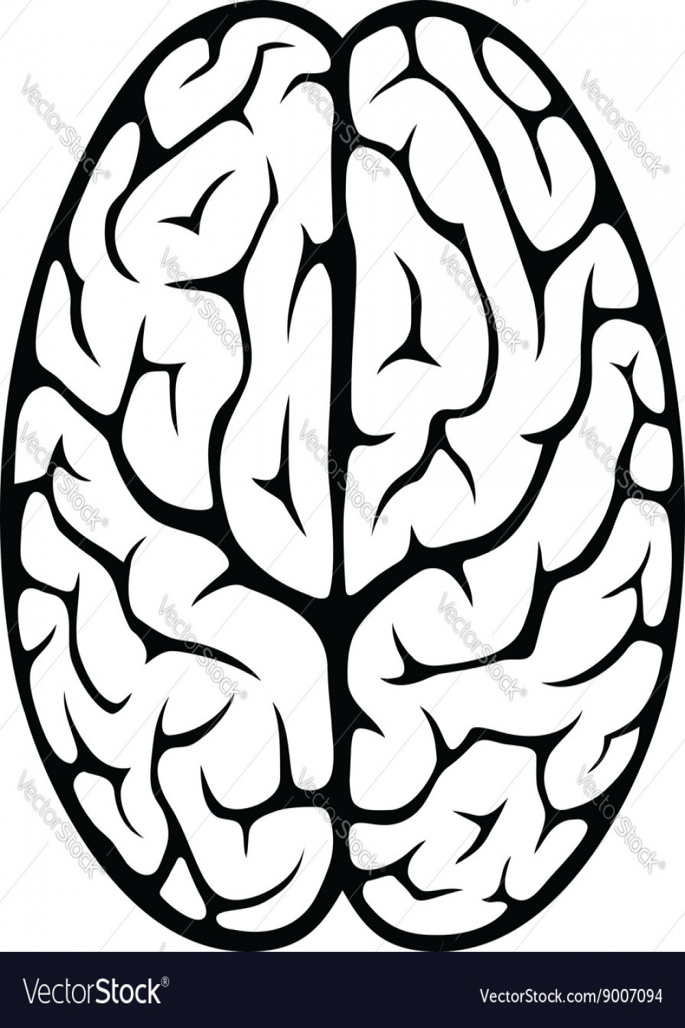 Brain top view Royalty Free Vector Image - VectorStock