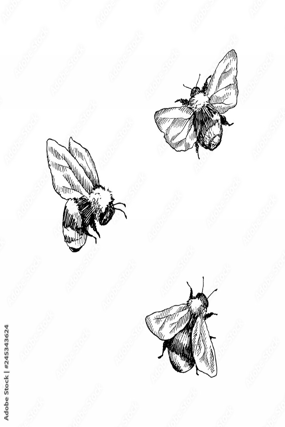 Bumblebee set. Hand drawn vector illustration