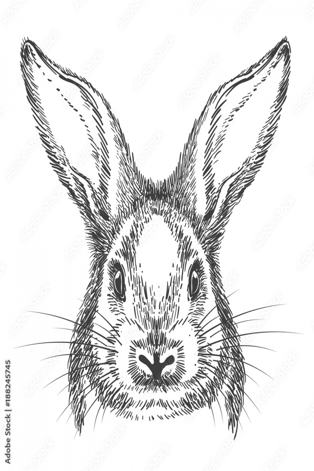 Bunny drawing