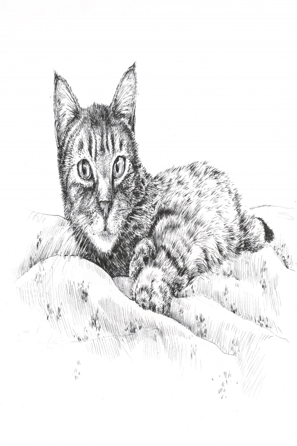 cat ink drawing, cat art print, prints of pets, pet cat animal art, pet ink  sketches, pen and ink, animal artwork, laying tabby cat