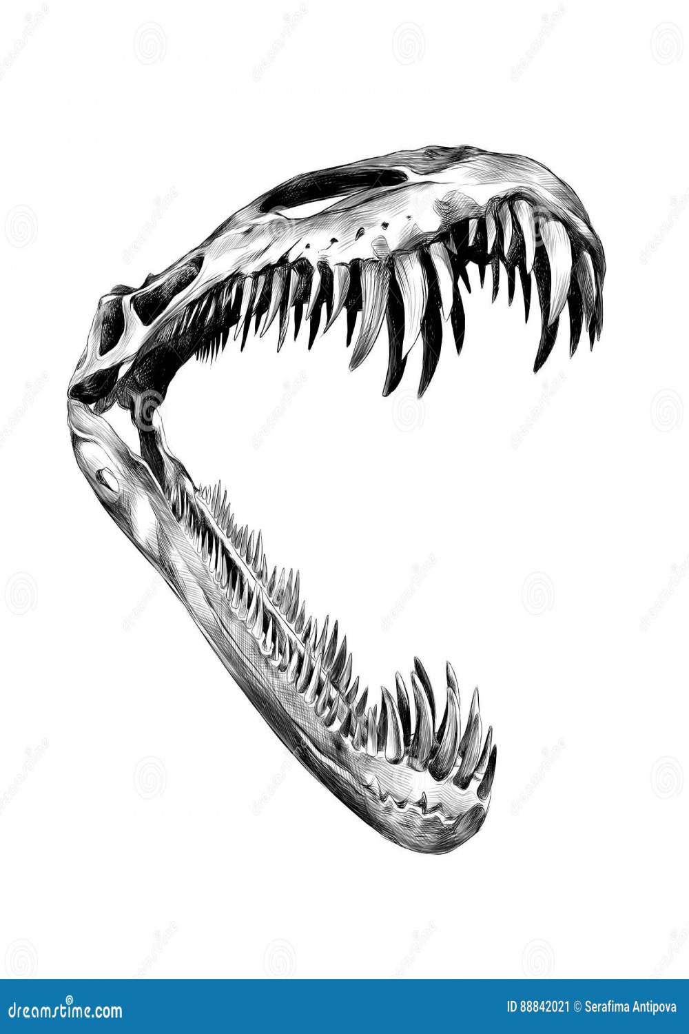 Dinosaur Skeleton Jaw Sketch Vector Stock Vector - Illustration of