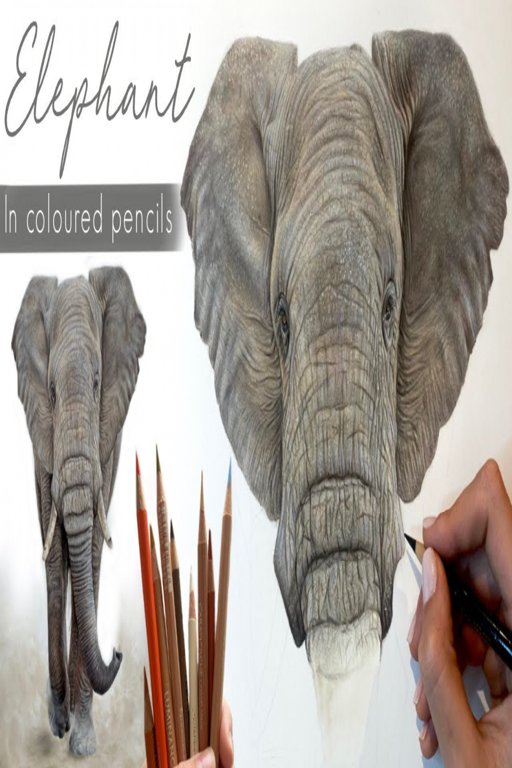 Drawing a Realistic Elephant in Coloured Pencils / Drawing Process