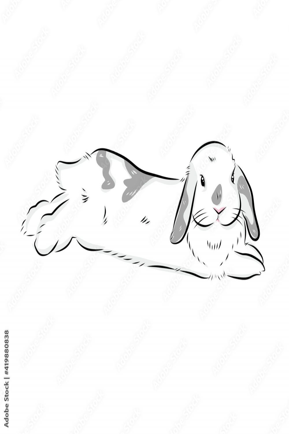 Drawing illustration of cute holland​lop​ bunny​ on white