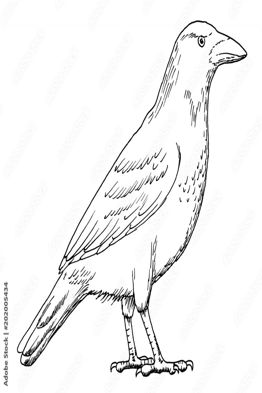 Drawing of crow - hand sketch of grey crow bird, black and white