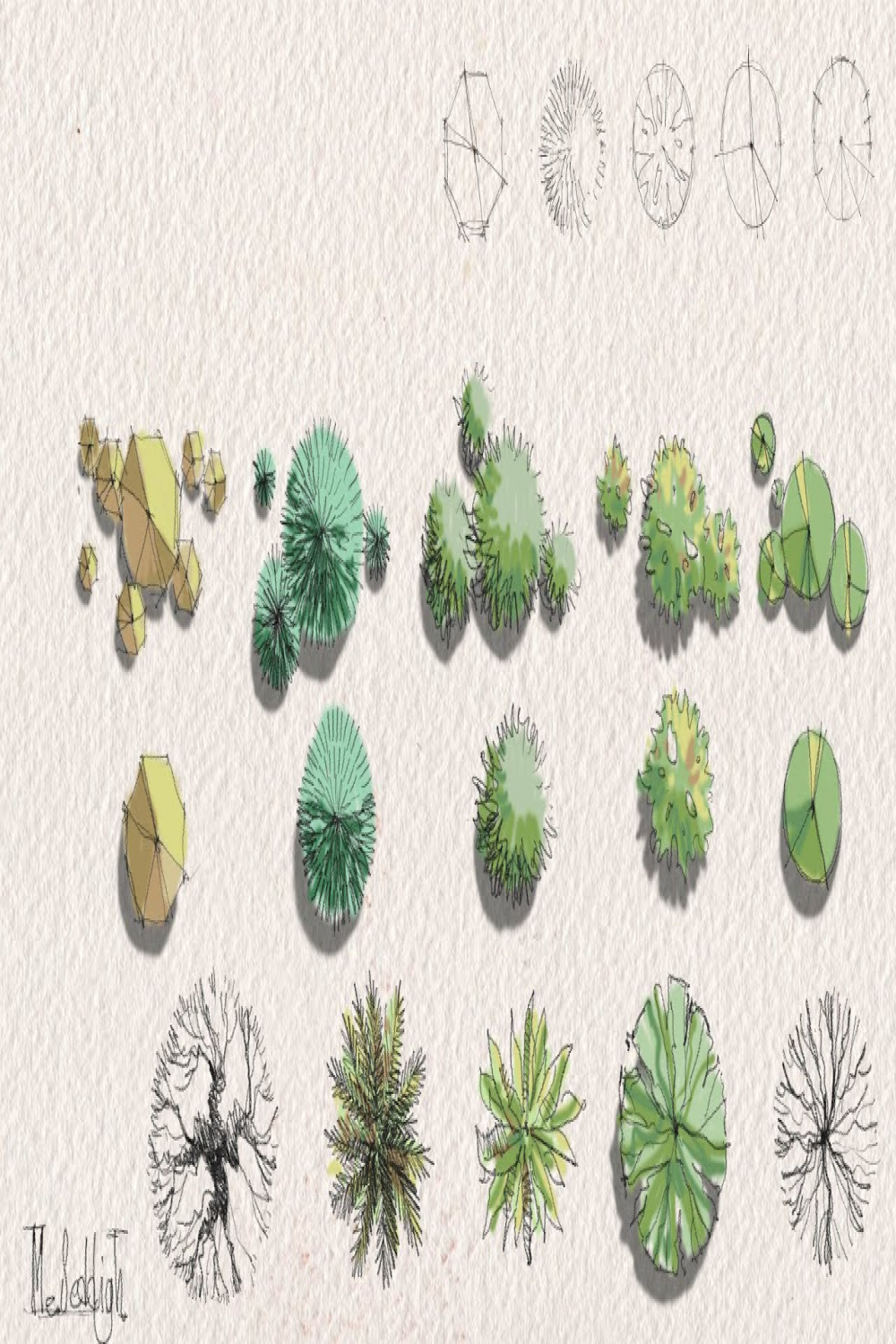 drawing trees for architectural sketches - top view - trees in plan