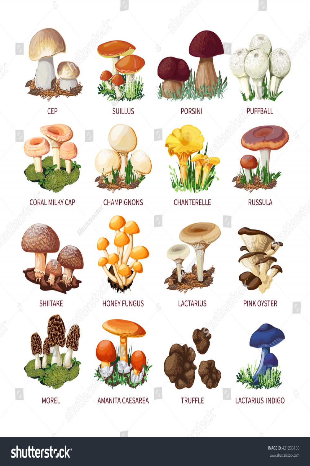 Flat Mushroom Names Stock Photos -  Images  Shutterstock