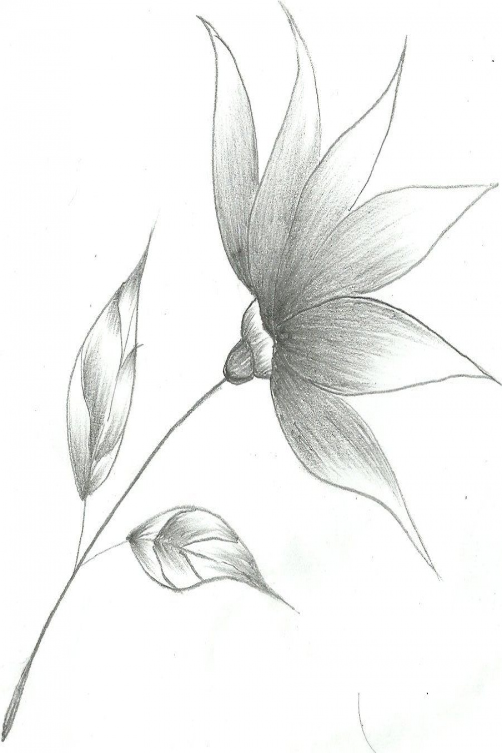 Flower Sketch by Mubibuddy on deviantART  Flower sketch pencil