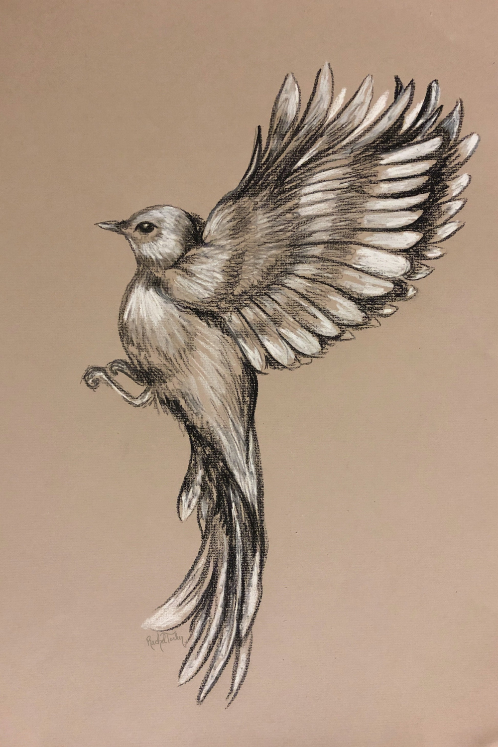 Flying-Original Drawing in Charcoal on Pastel Paper, Bird in Flight, Wings,  Minimalist, Peaceful, Freedom, bird drawing