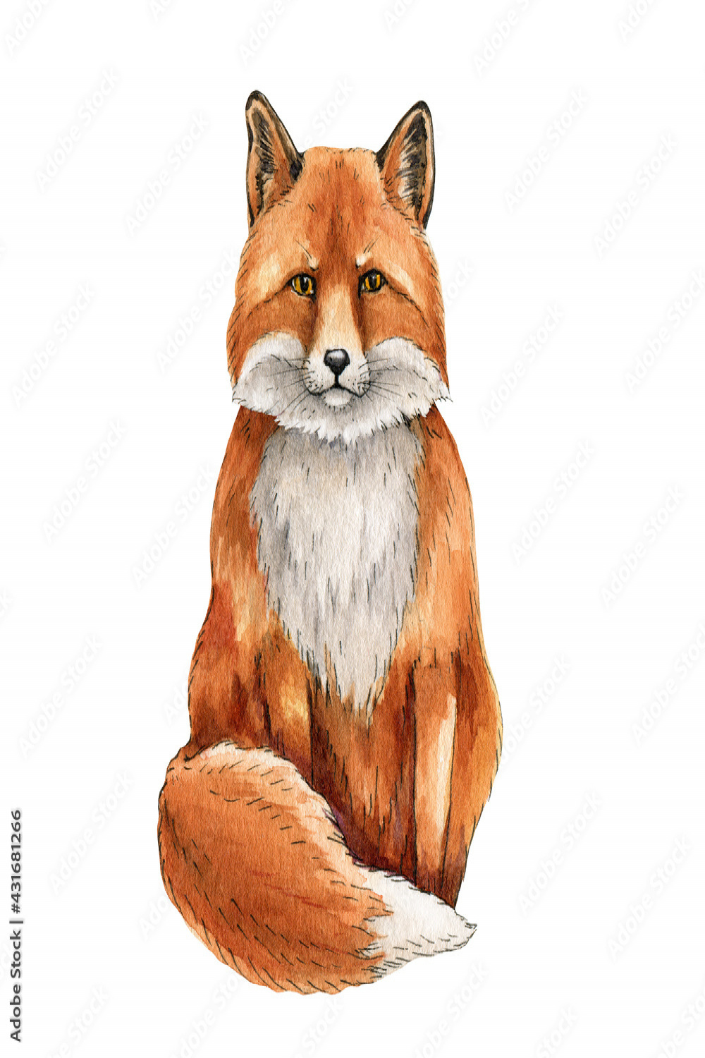 Fox animal watercolor illustration