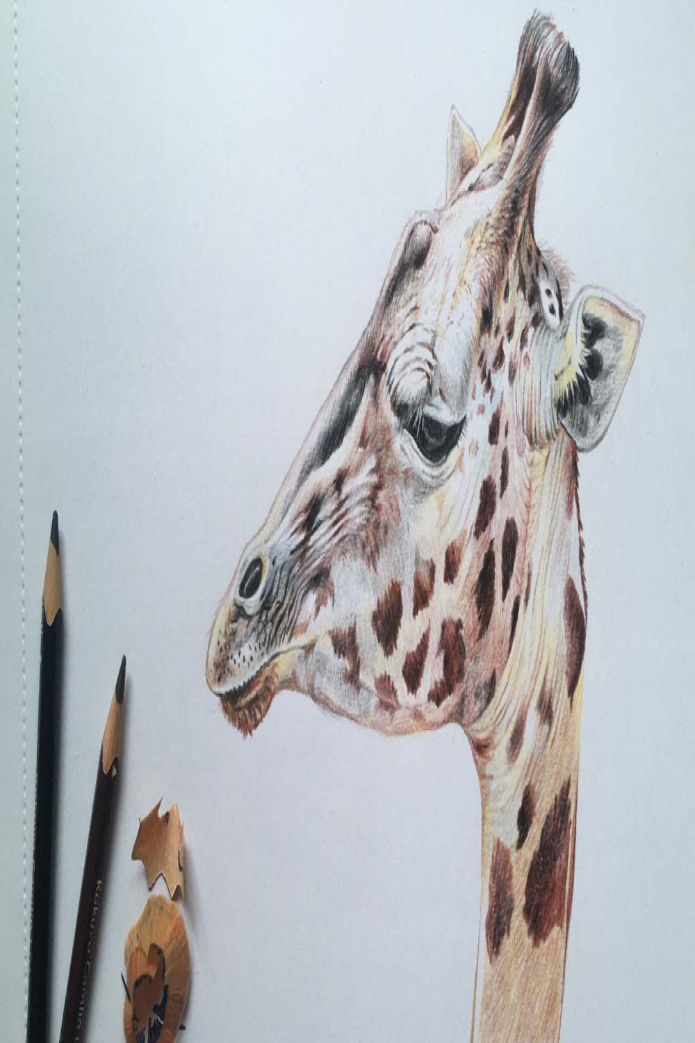 Giraffe Face Drawing in Color Pencils  Animal Drawing  Color Pencil  Drawing