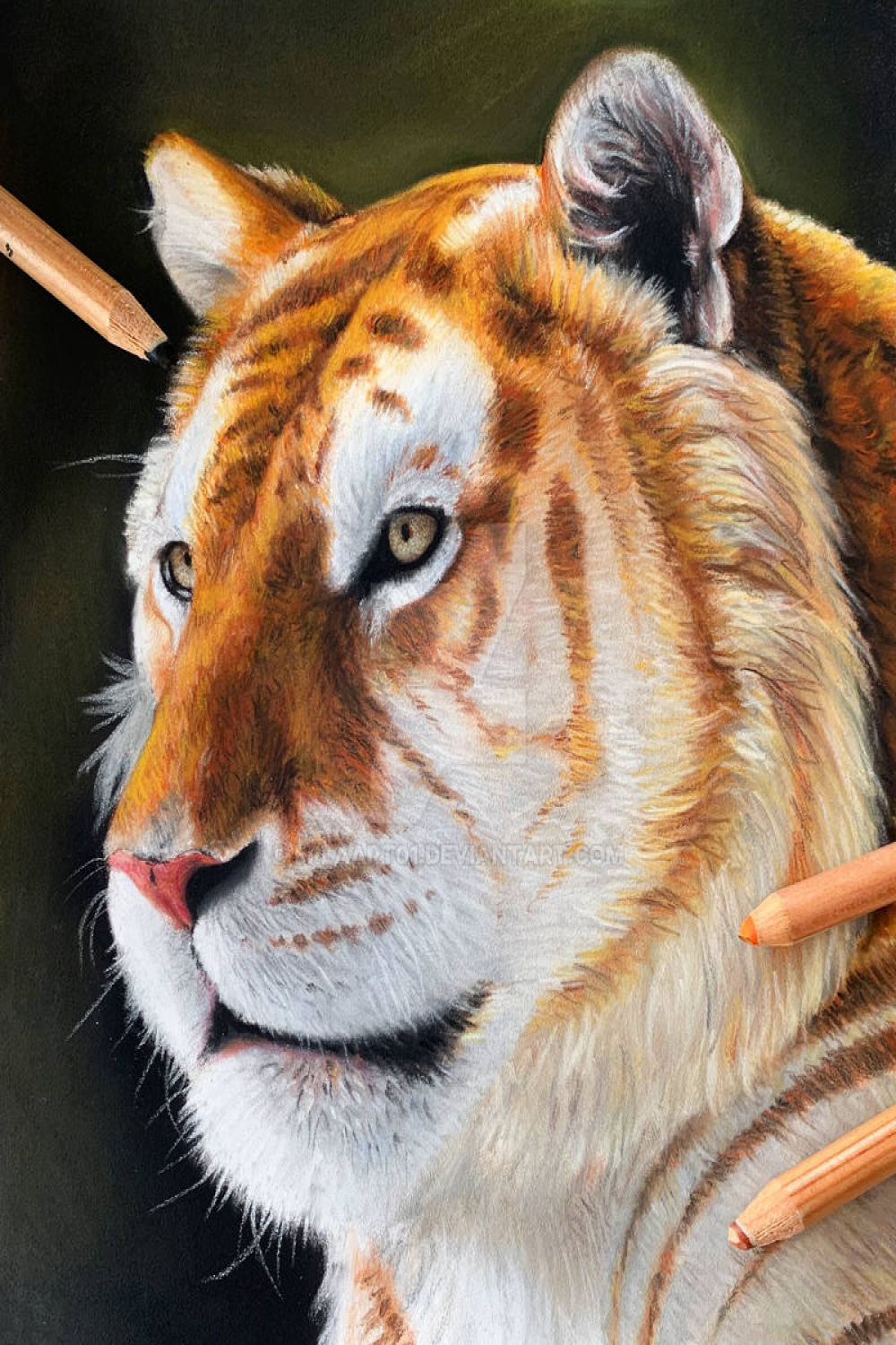 Golden Tiger Drawing by ErlaArt on DeviantArt