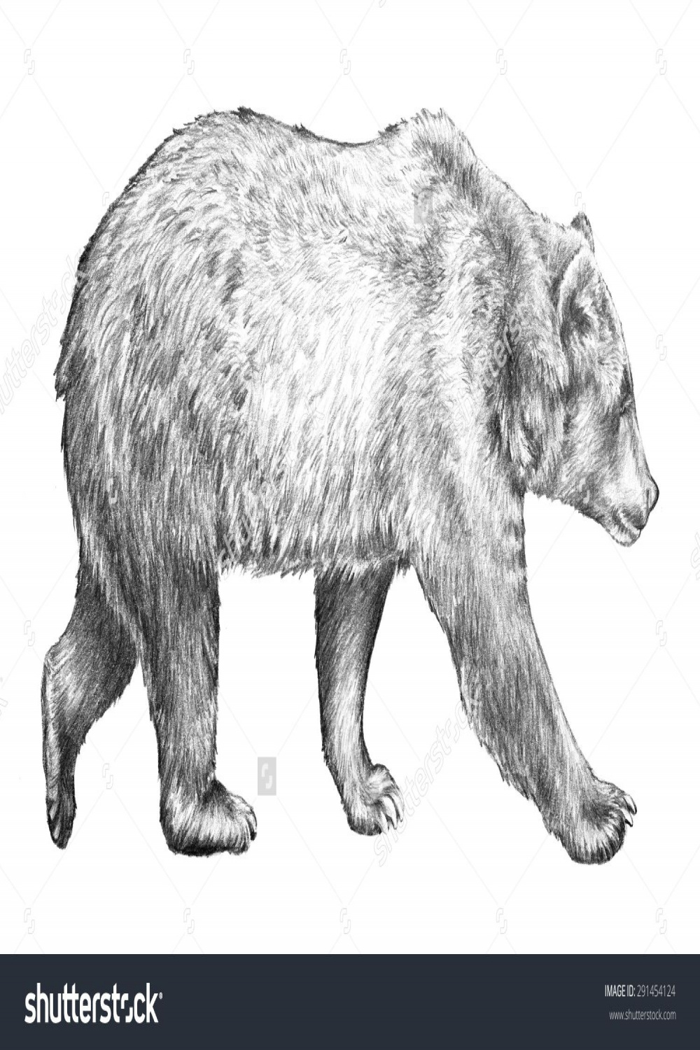 grizzly bear, hand drawn sketch of bear walking, dangerous