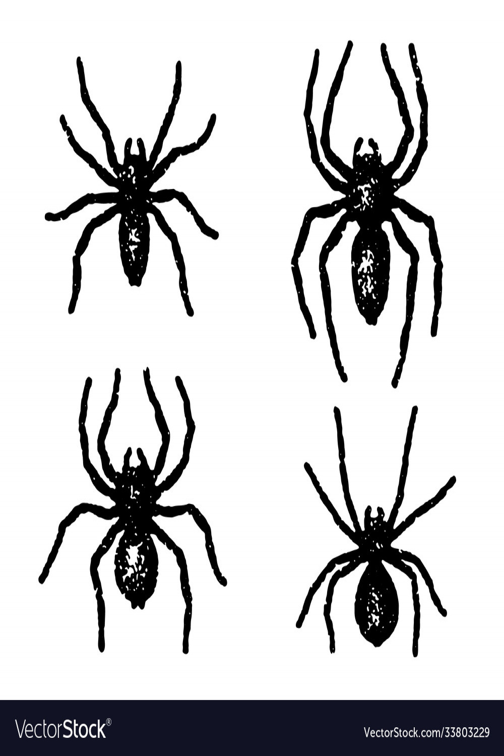 Grunge spiders Royalty Free Vector Image - VectorStock