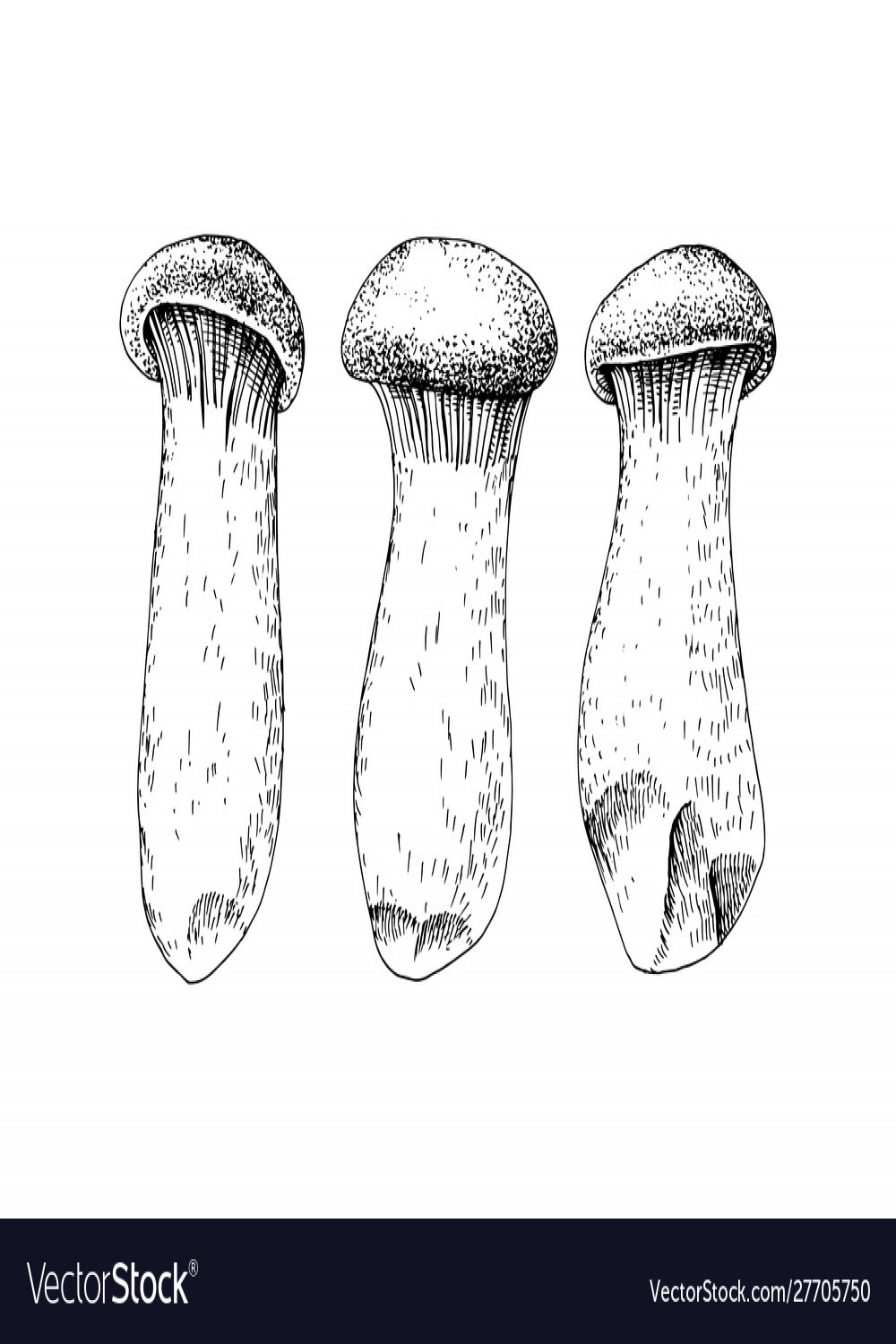 Hand drawn king oyster mushrooms Royalty Free Vector Image