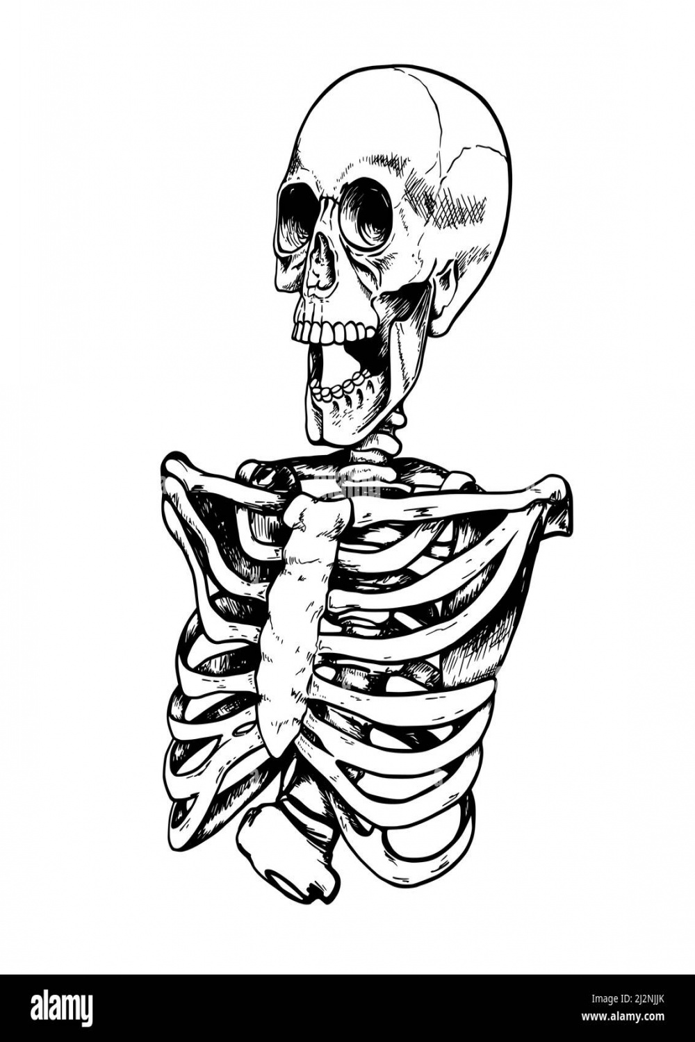 Hand drawn sketch of human skeleton on a white background Stock