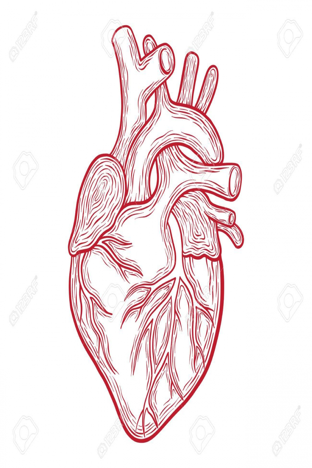 Hand Drawn Vector Anatomic Heart, Red Outlines Isolated On White