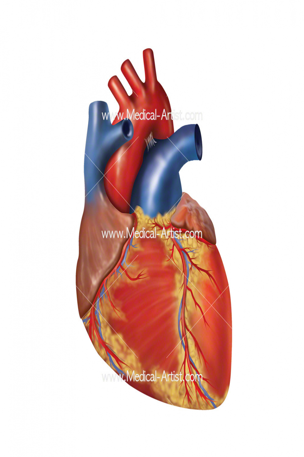 Heart Medical Illustrations  Heart Anatomy  Human Heart Anatomy