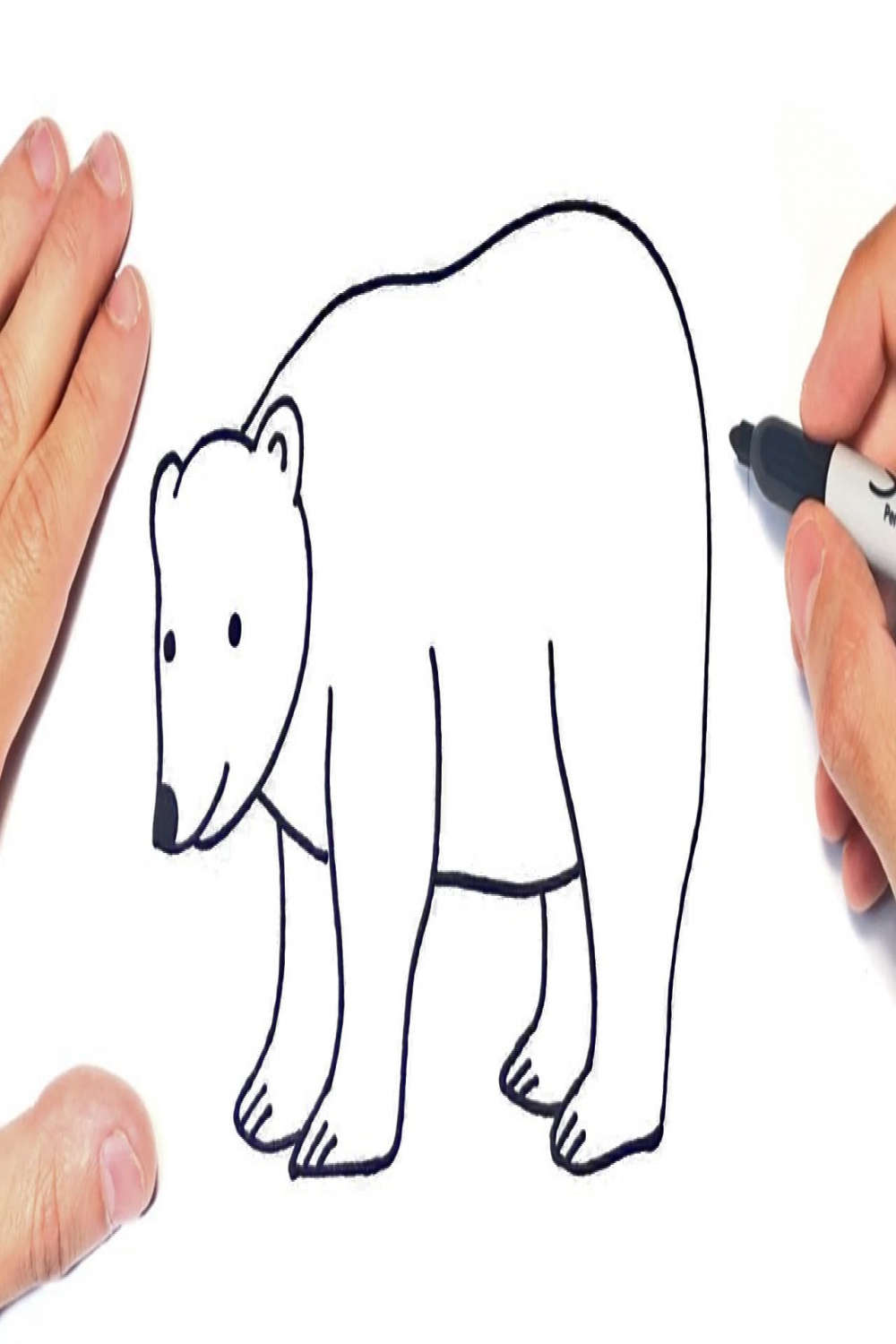 How to draw a Polar Bear Step by Step  Polar Bear Drawing Lesson