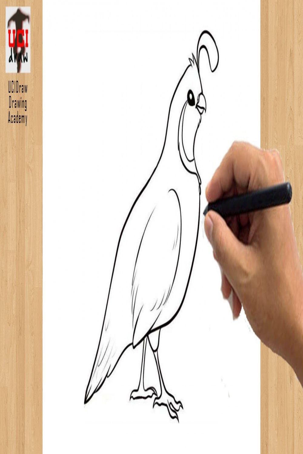 How to Draw a Quail Drawing Easy Outline  Beginner