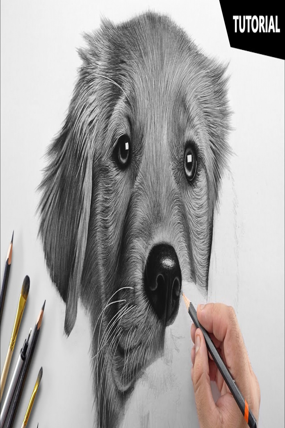 How to Draw a Realistic Dog  Tutorial for BEGINNERS