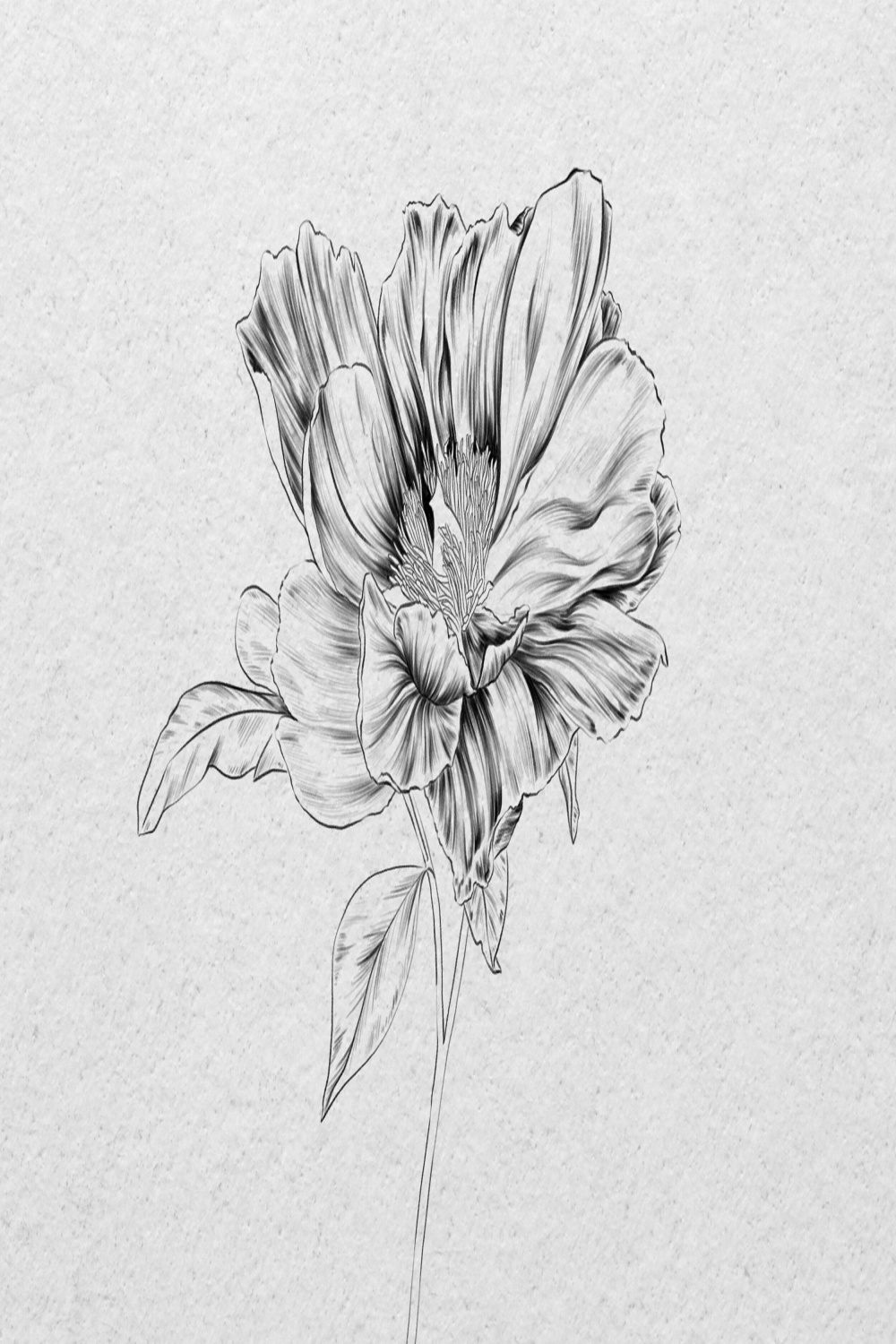 How to draw a realistic flower sketch - pencil or iPad — Vanessa