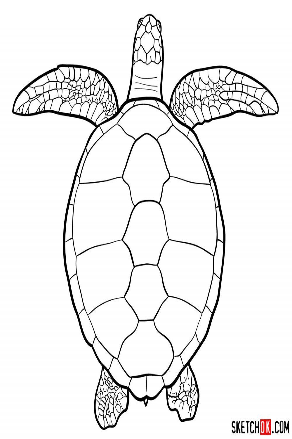 How to draw a Sea Turtle (view from the top)  Turtle drawing, Sea