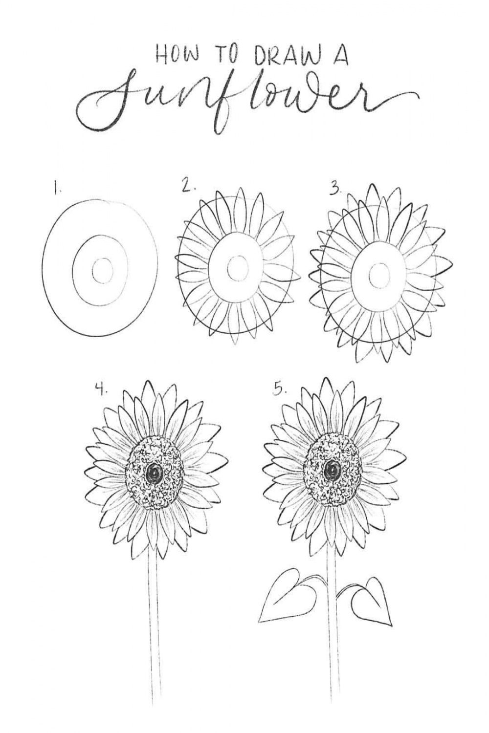 How to draw a sunflower in  easy steps: