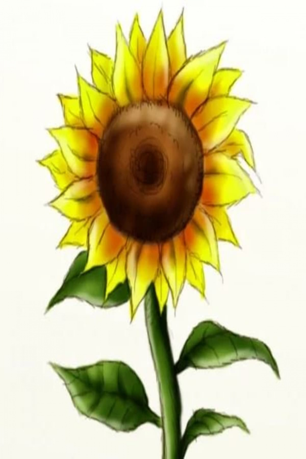 How to Draw a Sunflower (in  Easy Steps) - FeltMagnet