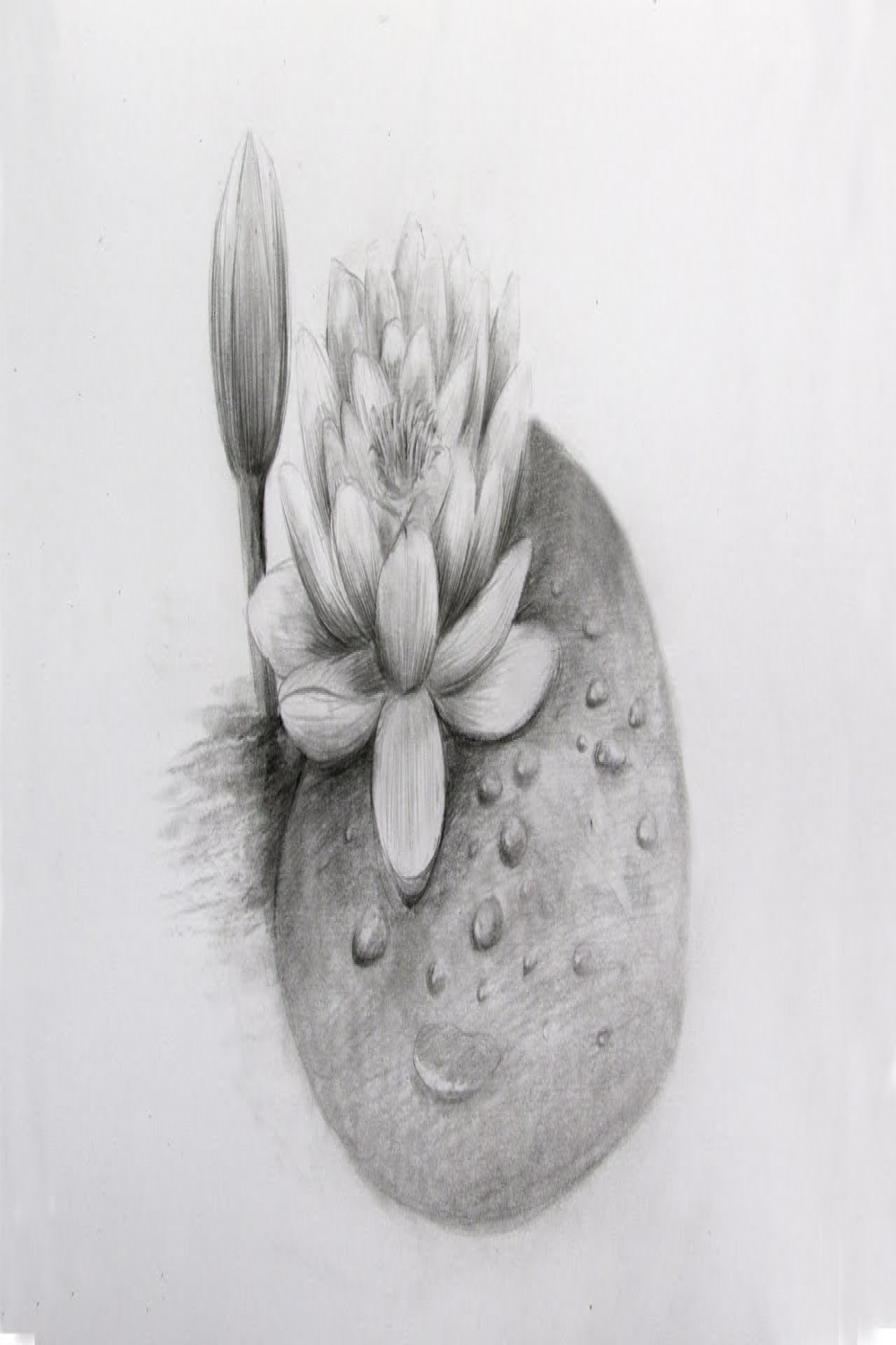 How To Draw A Water Lily Step By Step: Pencil Sketch Water Lily Drawing