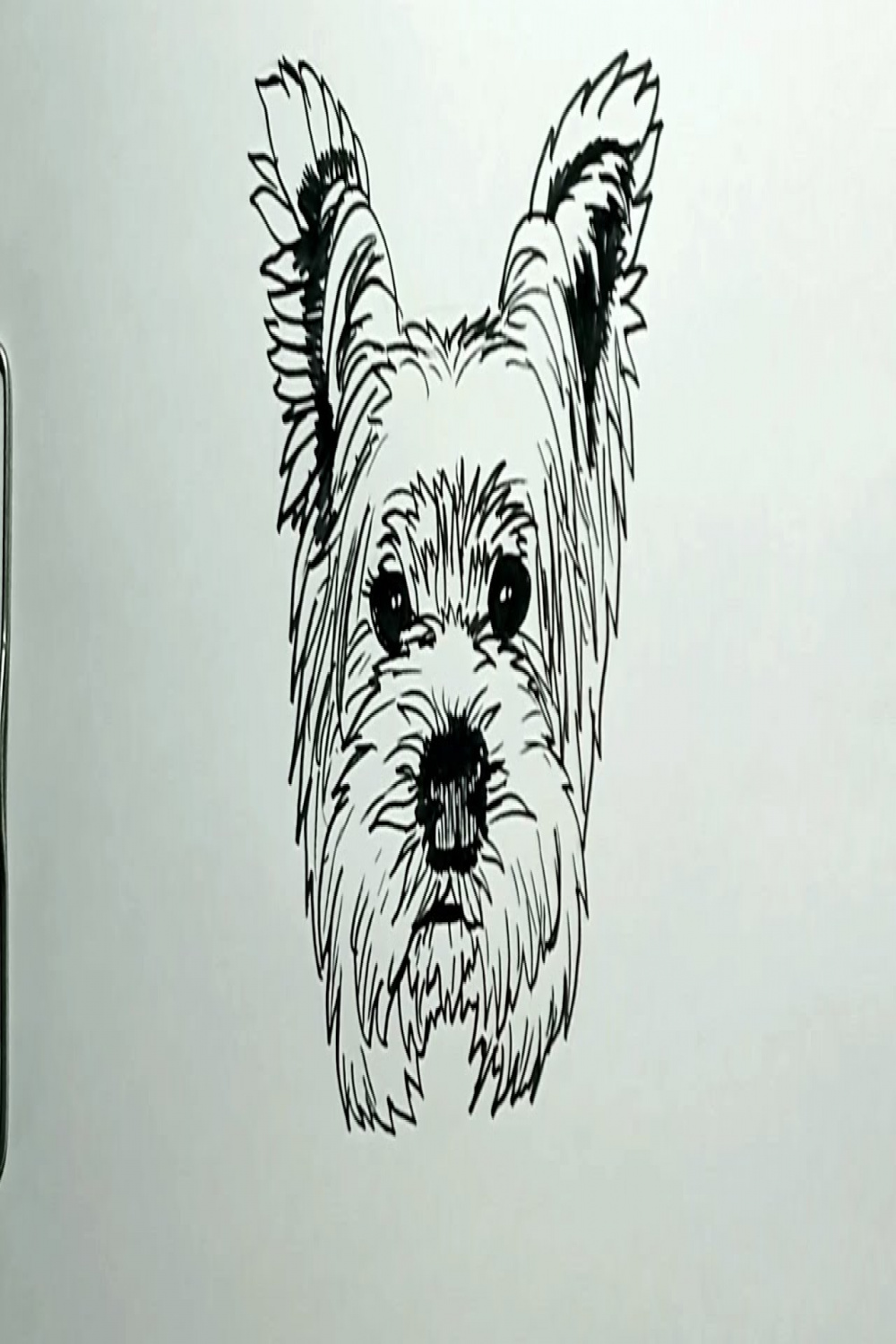 How to Draw Yorkshire Terrier Dog