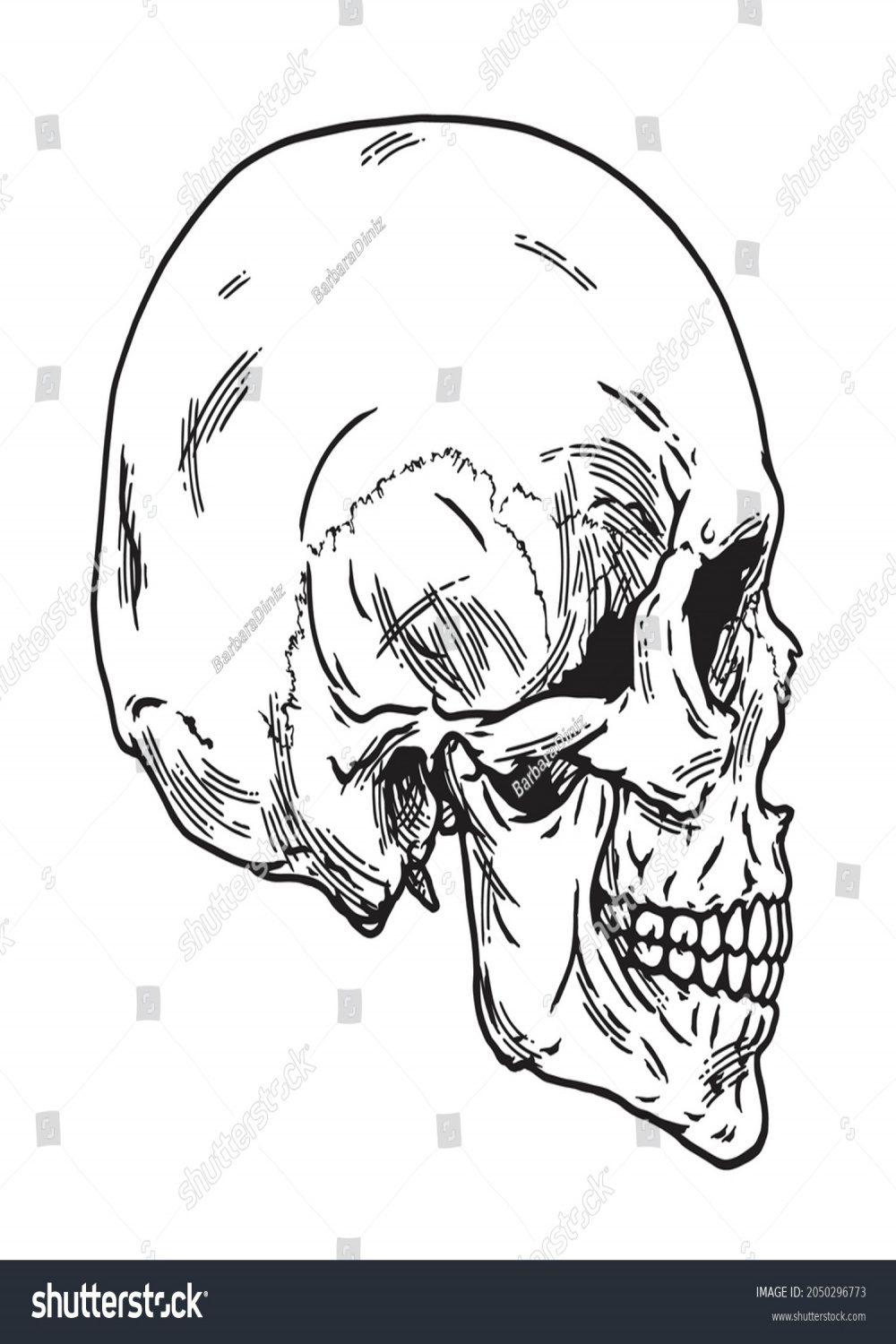 Human Skull Sideview Skeleton Head Clipart Stock Vector (Royalty