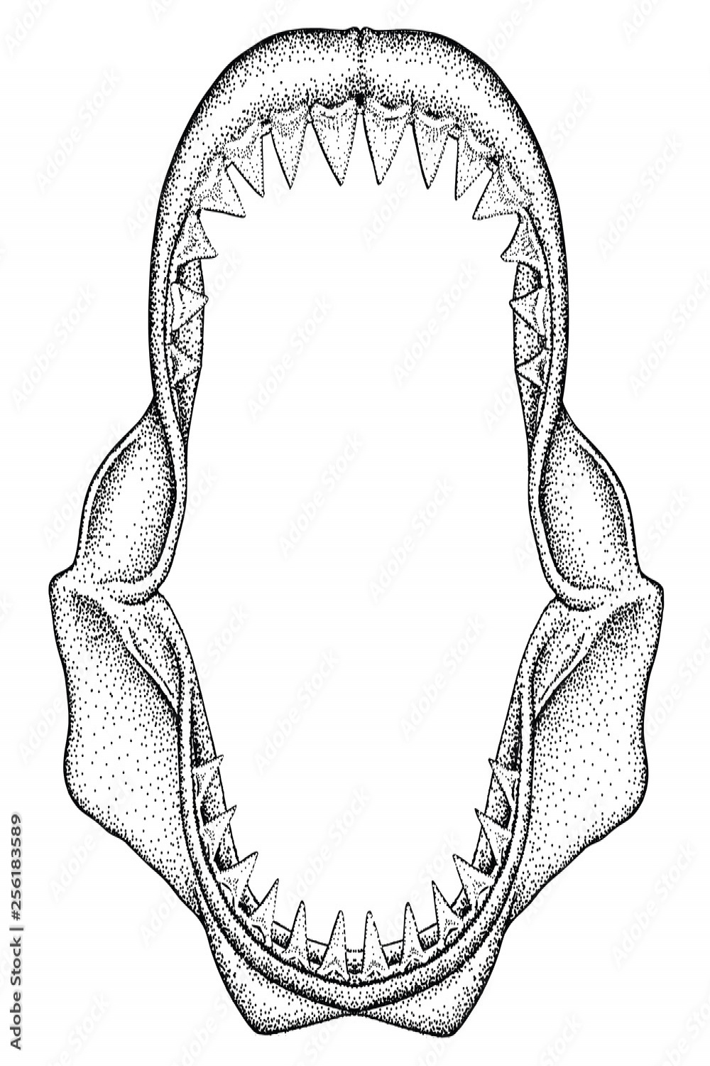 Illustration of Great White Shark Jaws Stock-Vektorgrafik  Adobe