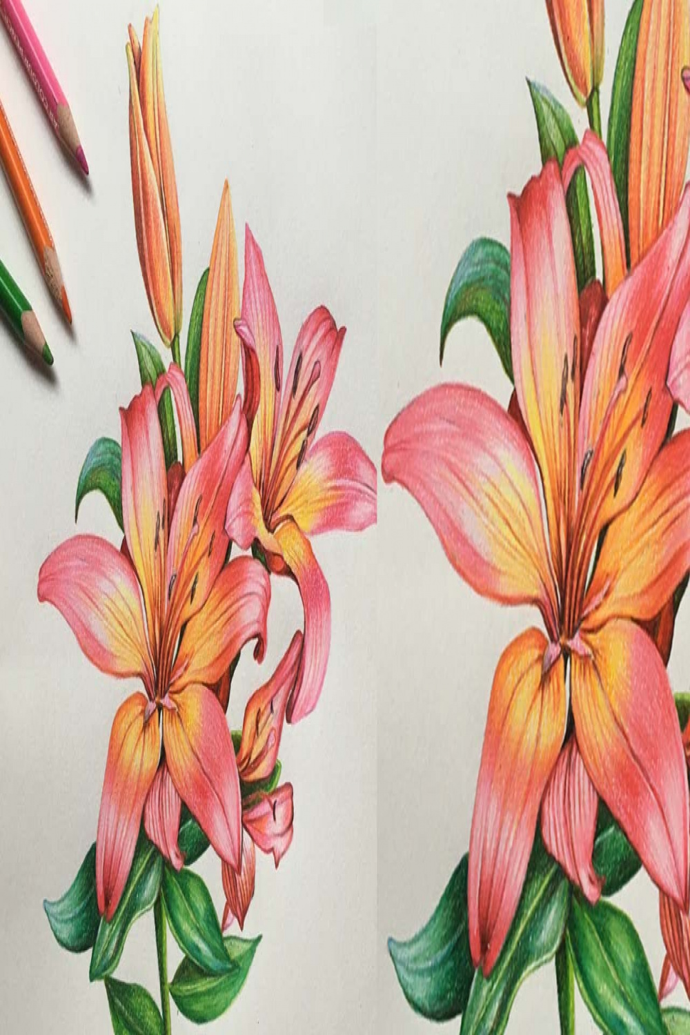 Lily Flowers Drawing in Colors Pencils  Flower Drawing  Camlin Triangular  Color Pencils