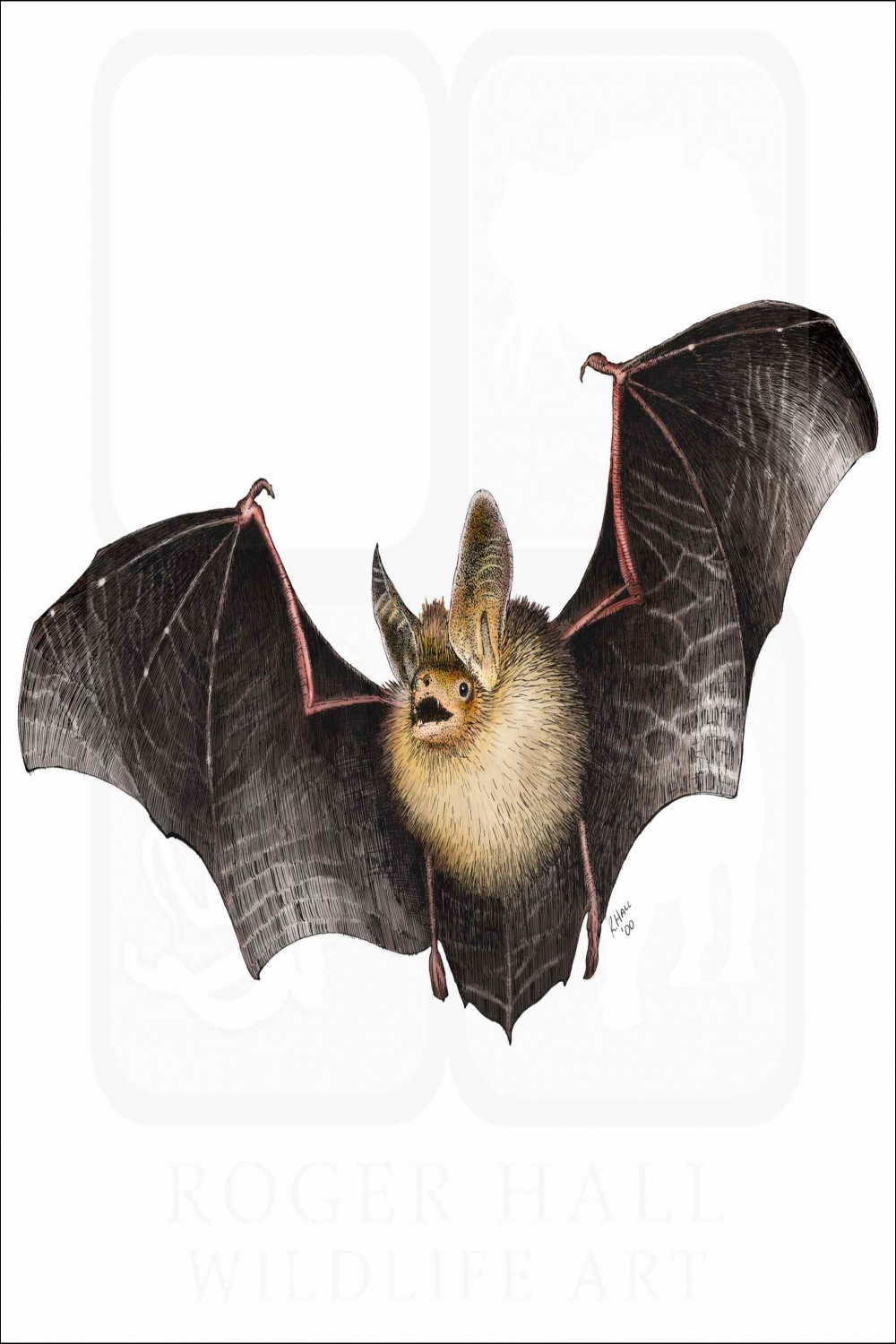 Long-Eared Bat - Signed Fine Art Print