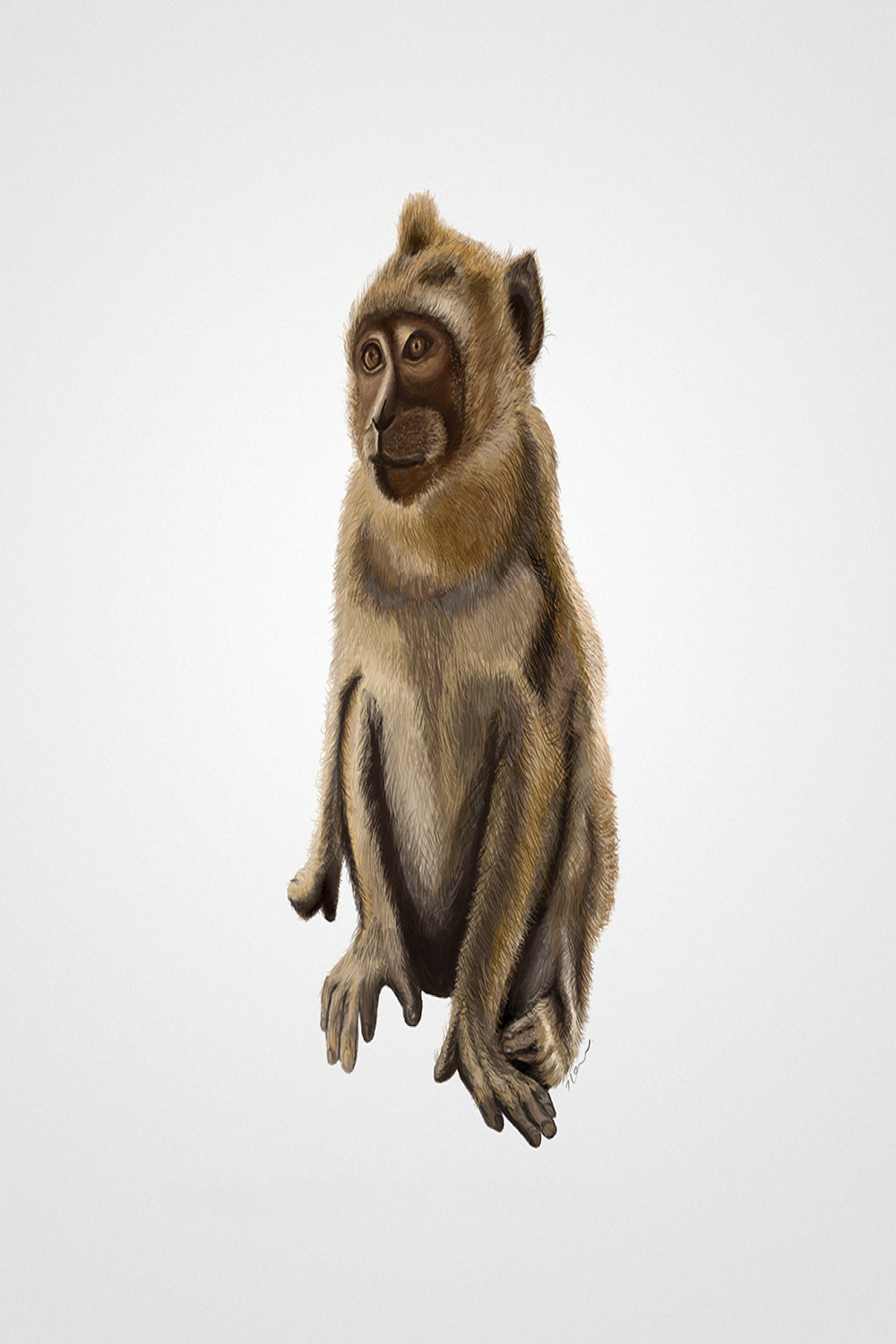 Monkey Digital Illustration on Behance