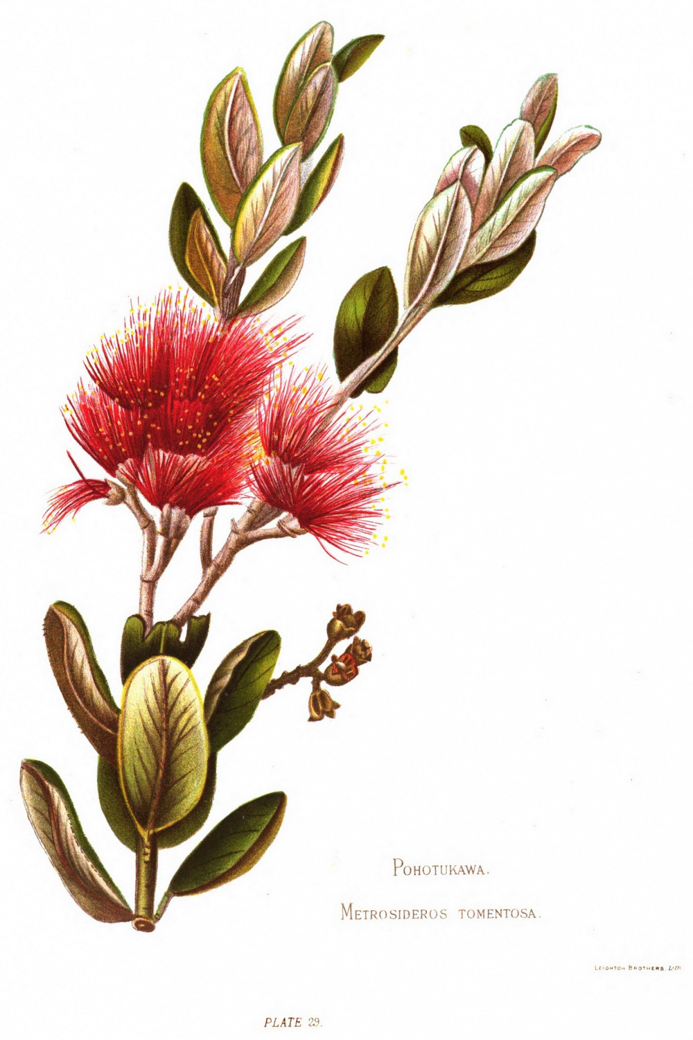 Native Flowers of New Zealand/Plate   Wildflower drawing