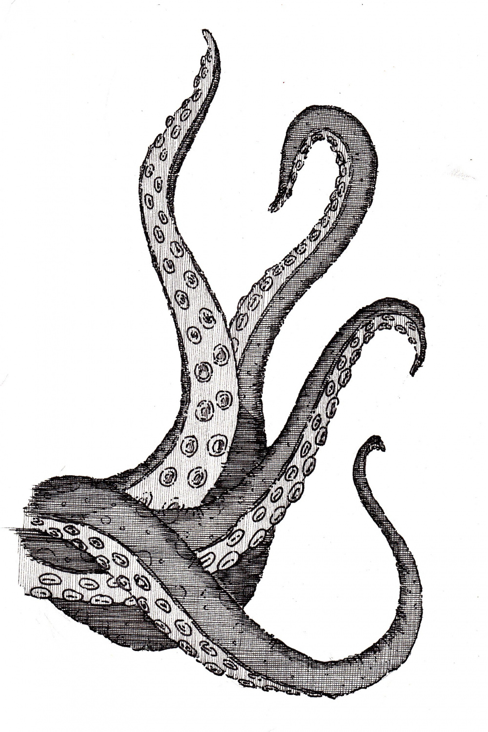 Octopus tentacles drawing, Octopus drawing, Octopus legs