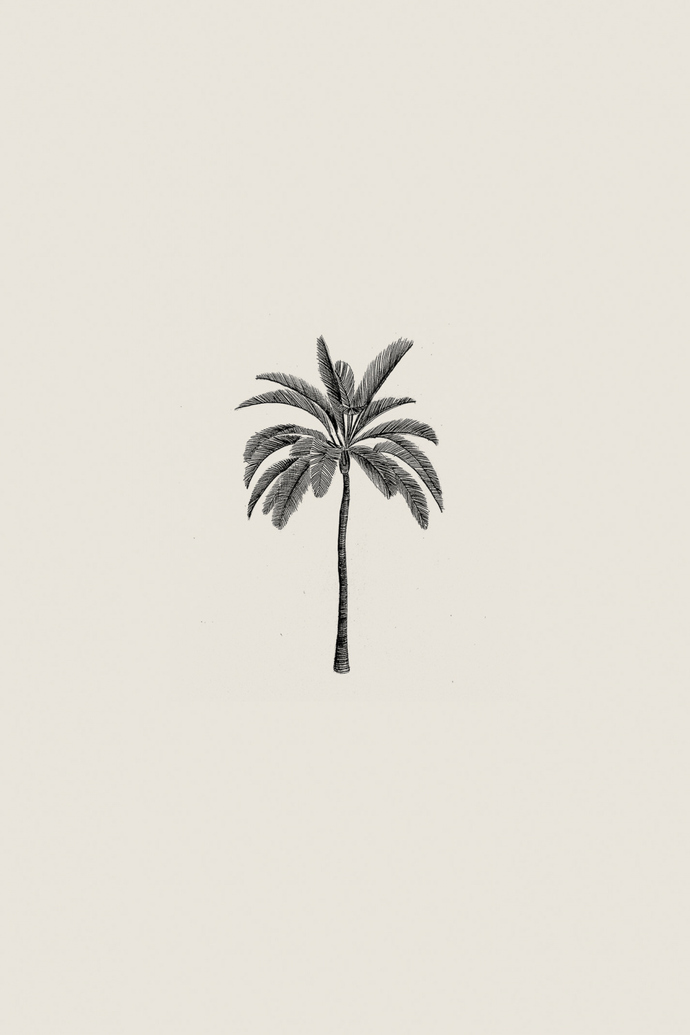 Palm Tree Drawing Minimal Print — SAM SCALES  Illustration