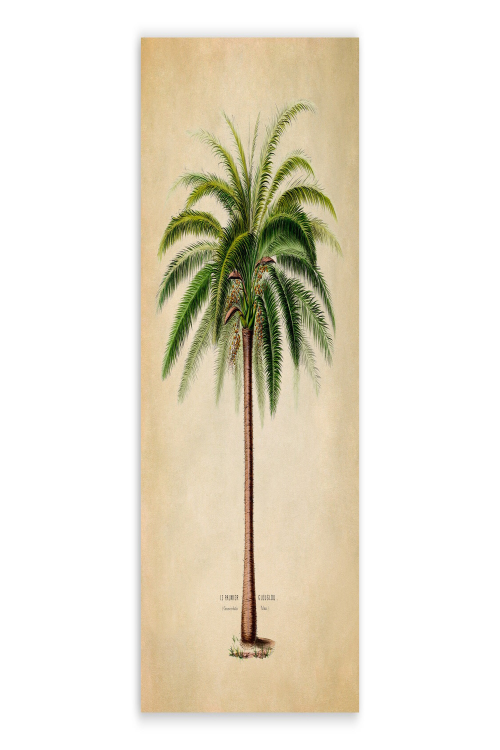 Palm Tree Print Vintage Style Botanical Illustration Premium - Etsy