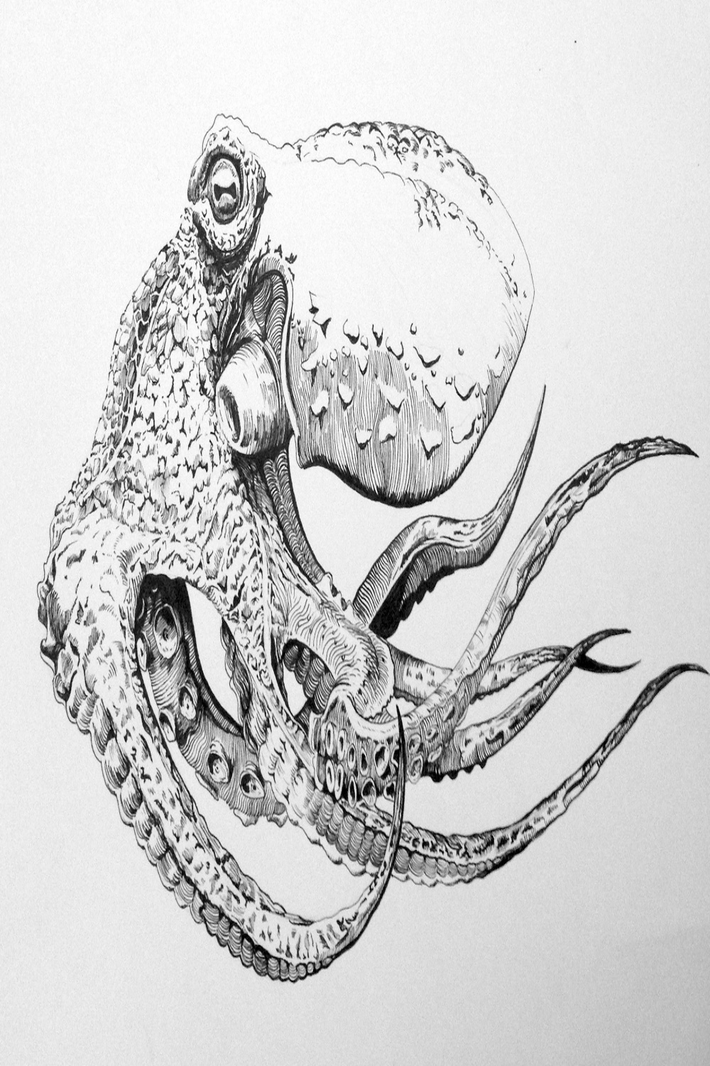 Pen and Ink Octopus  Behance