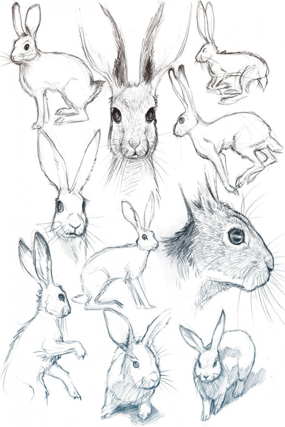 rabbit anatomy drawing - Google Search  Bunny sketches, Animal