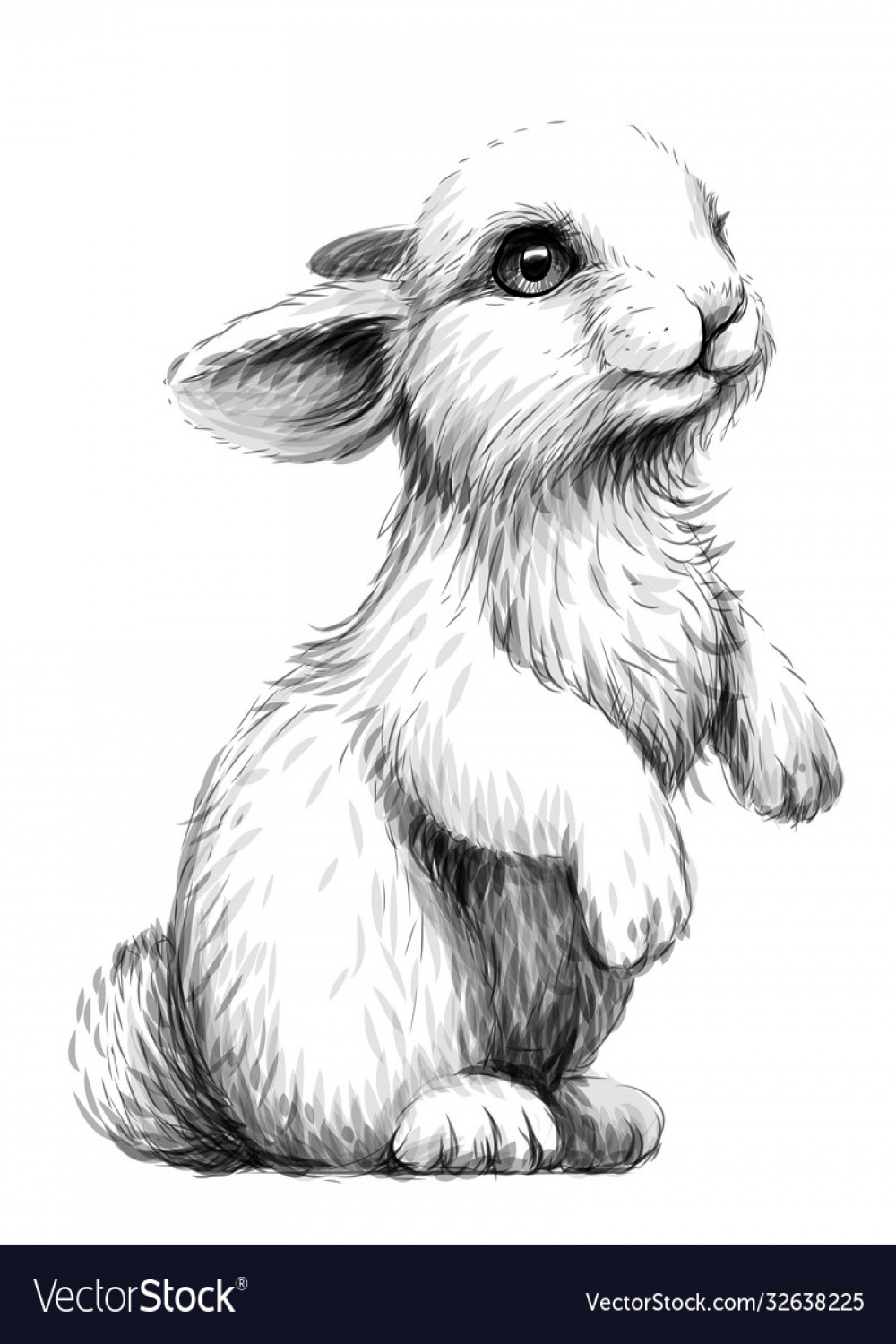 Rabbit sketch artistic graphic image Royalty Free Vector