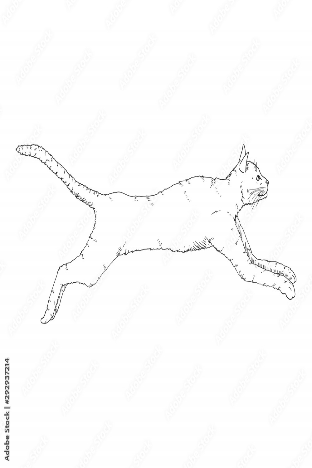 Running Cat