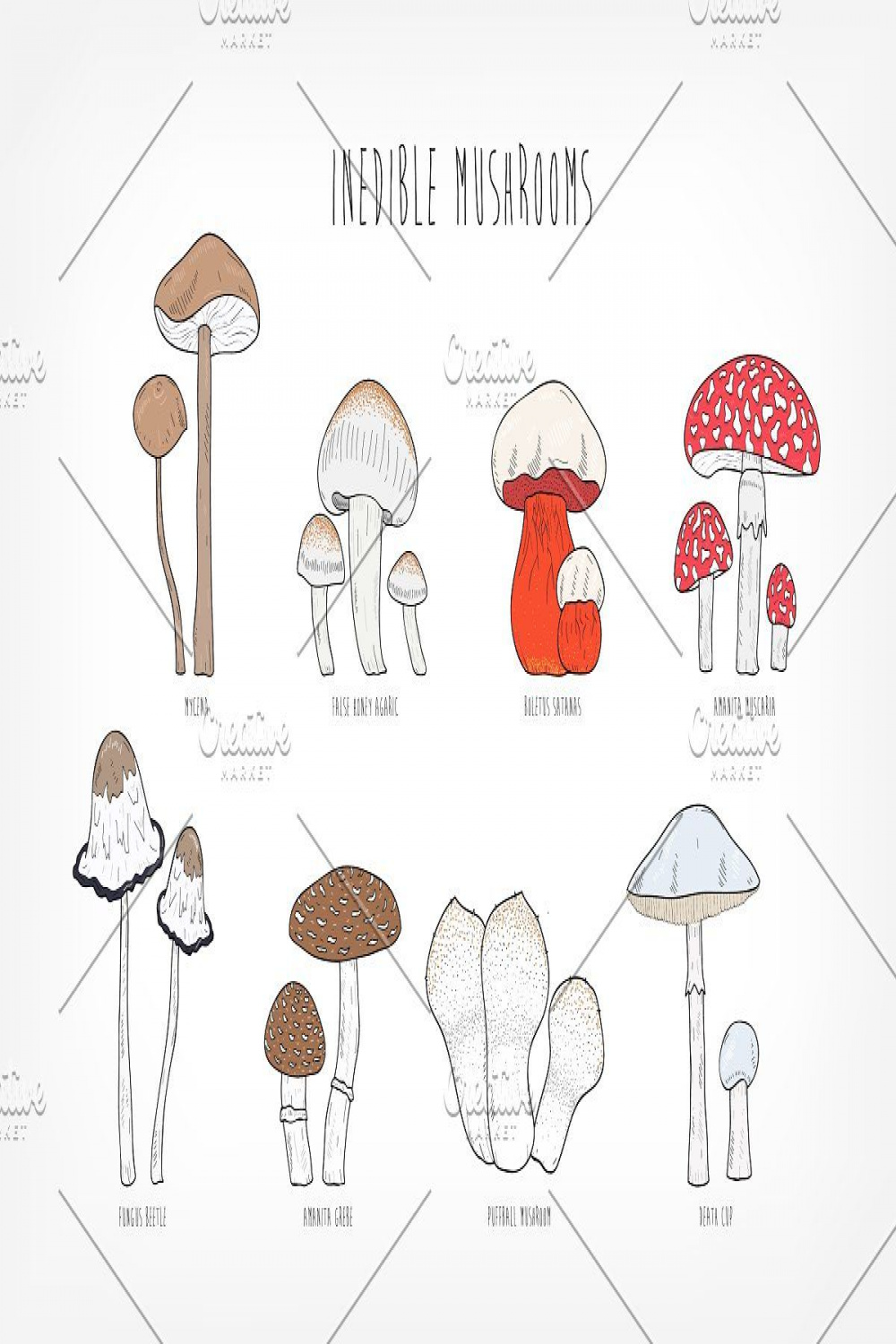 Set of different types mushrooms  Mushroom drawing, Graphic